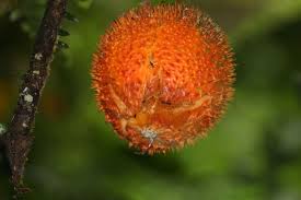 Image result for Momordica repens