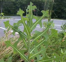 Image result for Lactuca glandulifera