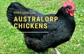 Just a word of caution, you can find both utilitarian and exhibition strains available for purchase. Australorp Chickens Characteristics Types Egg Color For Sale Bird Baron