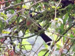 Rwenzori turaco ( ruwenzorornis johnstoni) ioc world bird names, version 9.2: Ruwenzori Turaco Wikidata