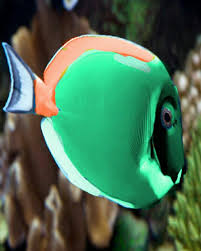 Mint Green Powder Surgeonfish Meerjungfrau