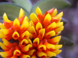 Image result for Calyptrochilum