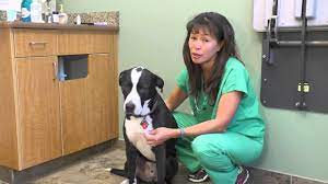 The reason for this is that this can lead to very severe dehydration, seizures, brain damage, kidney damage and even death. How To Induce Vomiting In Your Dog Dr Justine Lee Youtube