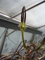 Image result for Ceropegia nilotica