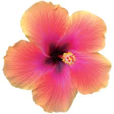 Image result for Hibiscus torrei