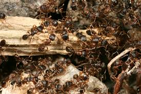 Pack essentiel composé de 1 fourmiliere just bleu1. Comment Trouver Un Nid De Fourmis Espace Pour La Vie