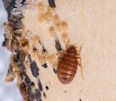 Are mice hanging out in your living space? Havard Pest Control Proudly Serving Alabama Louisiana Mississippi