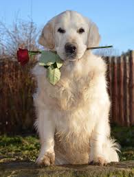 Image result for zlatý retrívr