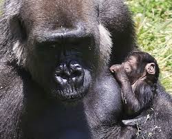 Little Rock Zoo Announces Baby Gorilla S Birth