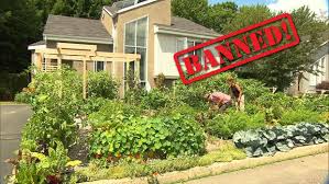Every year, new tales of urban gardeners who are cited for illegally growing fo. Families Getting Fined For Growing Gardens