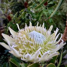 Image result for Protea argyrea