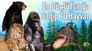 En Guclu Ceneye Sahip 10 Hayvan Youtube