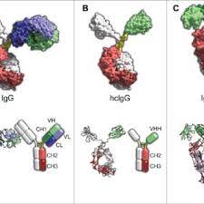 The camel igg presented as 2 bands with molecular masses of 250 and 100 kda, the latter corresponding to heavy chain igg, on 10% gel electrophoresis. Structural Features Of Intact Igg A Camelid Hclgg B And Shark Download Scientific Diagram