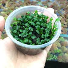 Image result for Marsilea villifolia