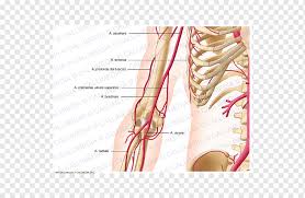 Arteries boundless anatomy and physiology. Thumb Shoulder Deep Artery Of Arm Brachial Artery Arm Hand People Foot Png Pngwing