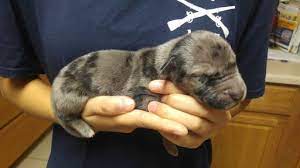 Great danes are the world's biggest lapdogs. Litter Of 6 Great Dane Puppies For Sale In Colorado Springs Co Adn 51423 On Puppyfinder Com Gender Male Age U Great Dane Puppies For Sale Great Dane Puppy