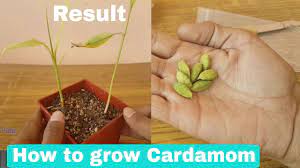 If You Have Never Heard Of This Plant Before I Won T Blame You At All It Is One Of Those That Most Of Cardamom Plant Growing Plants From Seeds Planting