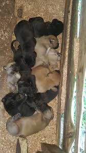We did not find results for: Great Dane Boerboel Puppies For Sale South Africa The Farming Forum