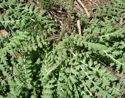 Image result for Buchnera longispicata
