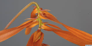 Image result for Bulbophyllum vulcanicum