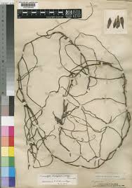 Image result for Solenangis