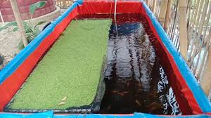 Hampir semua peternak ikan pemula selalu dihadapkan pada situasi sulit, seperti menentukan metode terbaik untuk budidaya ternak ikan. 17 Cara Budidaya Ikan Nila Di Kolam Terpal Wajib Diketahui