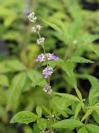 Image result for Vitex madiensis