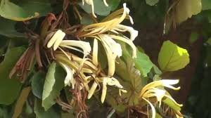 Image result for Pterospermum acerifolium