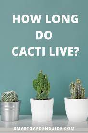 Find out how to grow cactus and succulents in your own home or garden. How Long Do Cacti Live Smart Garden Guide