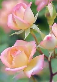 Flower Love Rose Flower Pictures Beautiful Rose Flowers Beautiful Flowers