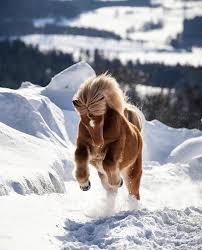 Zeynep Ekmekci Adli Kullanicinin Horses Awesome World Panosundaki Pin At Fotografciligi Atlar Guzel Atlar