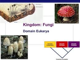 The Fungus Among Us Kingdom Fungi Ppt Download