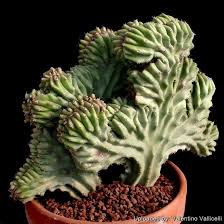 Image result for Pachycarpus lineolatus