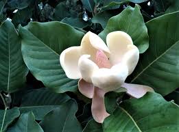 Image result for Magnolia delavayi
