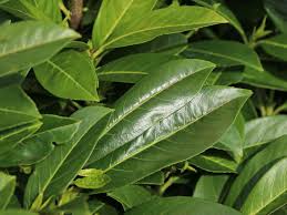 Not the best advert for. Kirschlorbeer Greenpeace Prunus Laurocerasus Greenpeace Baumschule Horstmann