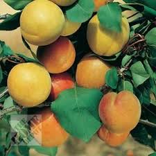 Bryan Apricot Pruar01br0024ft The Home Depot Apricot Tree Fruit Bearing Trees Plant Care