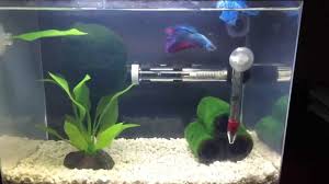 There a smaller heaters that you can buy separate though. My Betta Surfing The Light Current From The Water Filter Youtube