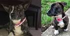 24 Breeds That Are Mixed With Corgi - BarkPost