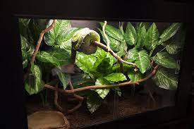 Arboreal Snake Enclosure Reptile Terrarium Decorations Decor Diy Reptile Terrarium Pet Enclosure Terrarium