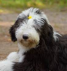 It's a medium to large dog breed at about 16 to 22 inches tall, weighing between 60 to 80 pounds. Old English Sheepdog Information Dog Breed Facts Dogell Com