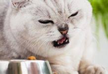 Ich viel über die benutzung des internets gelernt habe. Verstopfung Bei Katzen Die Ausloser Ursachen Und Erkrankungen