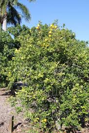 Image result for Citrus × aurantiifolia