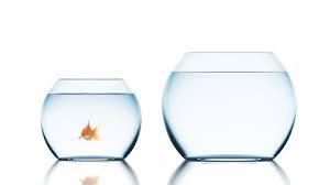 Turn off any equipment, such as your filter or air pump. Goldfish Jumping From One Bowl Stock Footage Video 100 Royalty Free 3689594 Shutterstock