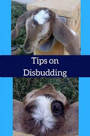Tips On Disbudding Goat Kid In A Box To Burn Buds Goat Farming Goat Care Goats