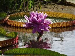 Image result for Nymphaeaceae