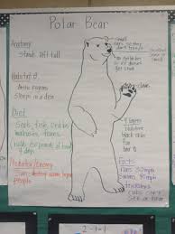 Bears Everywhere Polar Bear Facts Polar Bear Penguins