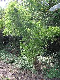 Image result for Erythroxylum zambesiacum