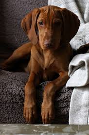 Pet S We Love 10 Of The Most High Energy Dog Breeds Vizsla Dogs Dogs Dog Breeds