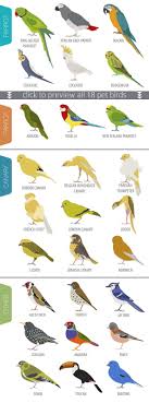 Pet Birds Illustrations Set Pet Birds Bird Illustration Canary Birds