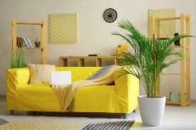 If a kentia palm isnt for you check out our comparison of kentia palm vs areca palm. 8 Best Indoor Trees That Actually Thrive In Low Light Houseplant Help